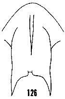 Species Aetideus giesbrechti - Plate 24 of morphological figures