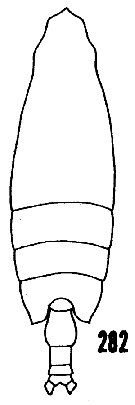 Species Chirundina streetsii - Plate 22 of morphological figures