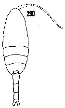 Espèce Valdiviella brevicornis - Planche 4 de figures morphologiques