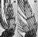 Espèce Valdiviella brevicornis - Planche 5 de figures morphologiques