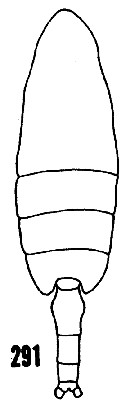 Espèce Valdiviella insignis - Planche 14 de figures morphologiques