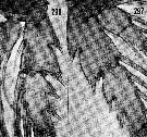 Espèce Valdiviella insignis - Planche 15 de figures morphologiques