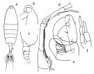 Espèce Tortanus (Atortus) rubidus - Planche 1 de figures morphologiques