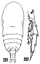 Espèce Acrocalanus longicornis - Planche 18 de figures morphologiques
