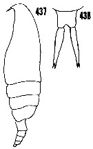 Species Pseudoamallothrix emarginata - Plate 20 of morphological figures