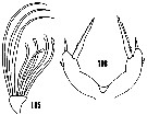 Species Amallothrix gracilis - Plate 13 of morphological figures