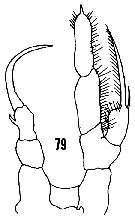 Species Rhincalanus nasutus - Plate 22 of morphological figures