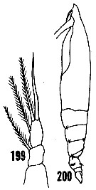 Espèce Rhincalanus nasutus - Planche 20 de figures morphologiques