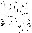 Species Rhincalanus nasutus - Plate 23 of morphological figures