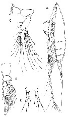 Espèce Rhincalanus nasutus - Planche 24 de figures morphologiques