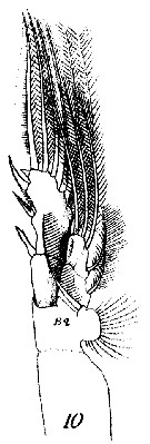 Espèce Rhincalanus nasutus - Planche 26 de figures morphologiques
