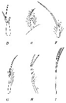 Species Bradyidius pacificus - Plate 7 of morphological figures