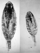 Espèce Drepanopus pectinatus - Planche 14 de figures morphologiques