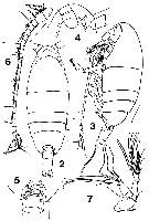 Species Xanthocalanus marlyae - Plate 2 of morphological figures