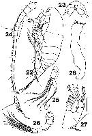 Species Xanthocalanus marlyae - Plate 5 of morphological figures