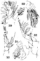 Species Xanthocalanus marlyae - Plate 6 of morphological figures