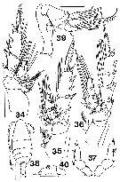 Species Xanthocalanus marlyae - Plate 7 of morphological figures