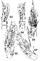 Species Brachycalanus bjornbergae - Plate 3 of morphological figures