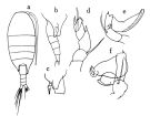 Espèce Nullosetigera bidentata - Planche 1 de figures morphologiques