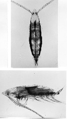 Species Rhincalanus gigas - Plate 9 of morphological figures