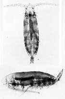 Espèce Calanoides acutus - Planche 16 de figures morphologiques