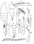 Espèce Candacia grandis - Planche 1 de figures morphologiques