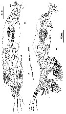 Espèce Cymbasoma germanicum - Planche 1 de figures morphologiques