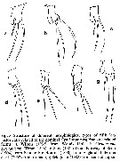 Espèce Cymbasoma rigidum - Planche 4 de figures morphologiques