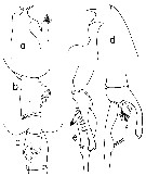 Espce Euchaeta paraconcinna - Planche 4 de figures morphologiques