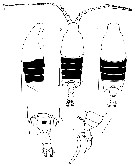 Species Candacia columbiae - Plate 4 of morphological figures