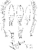 Espèce Racovitzanus antarcticus - Planche 13 de figures morphologiques