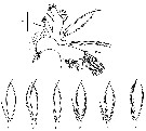 Species Racovitzanus antarcticus - Plate 16 of morphological figures
