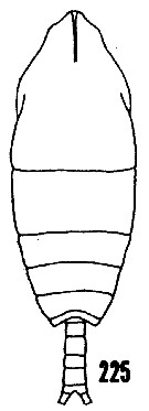 Espèce Monacilla tenera - Planche 4 de figures morphologiques