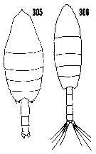 Espèce Paraeuchaeta barbata - Planche 27 de figures morphologiques