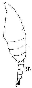 Species Euchaeta spinosa - Plate 12 of morphological figures