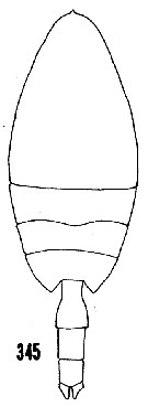 Espèce Paraeuchaeta pseudotonsa - Planche 17 de figures morphologiques