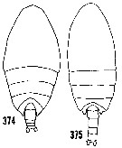Espèce Scolecithrix danae - Planche 26 de figures morphologiques