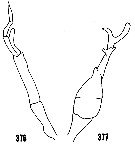 Espèce Scolecithrix bradyi - Planche 20 de figures morphologiques