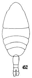 Espèce Metridia brevicauda - Planche 5 de figures morphologiques