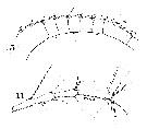 Espèce Metridia brevicauda - Planche 7 de figures morphologiques