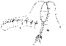 Espèce Metridia venusta - Planche 7 de figures morphologiques
