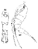 Species Metridia princeps - Plate 19 of morphological figures