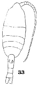 Species Metridia curticauda - Plate 7 of morphological figures