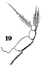 Espèce Metridia boecki - Planche 7 de figures morphologiques