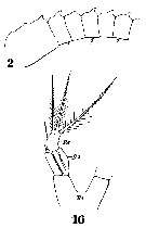 Espèce Metridia lucens - Planche 13 de figures morphologiques