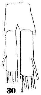 Espèce Metridia venusta - Planche 11 de figures morphologiques