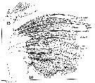 Species Pleuromamma abdominalis - Plate 27 of morphological figures