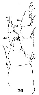 Species Pleuromamma abdominalis - Plate 30 of morphological figures