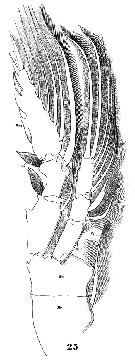 Species Pleuromamma abdominalis - Plate 35 of morphological figures