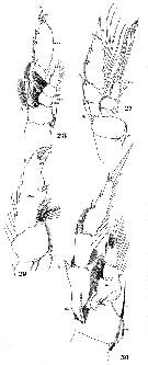 Species Pleuromamma abdominalis - Plate 36 of morphological figures